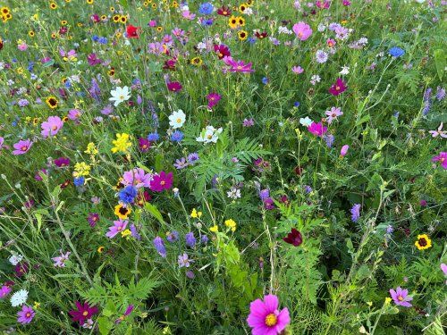 Wildflower Mix  (seed pkg), Variety: OSC Mixture