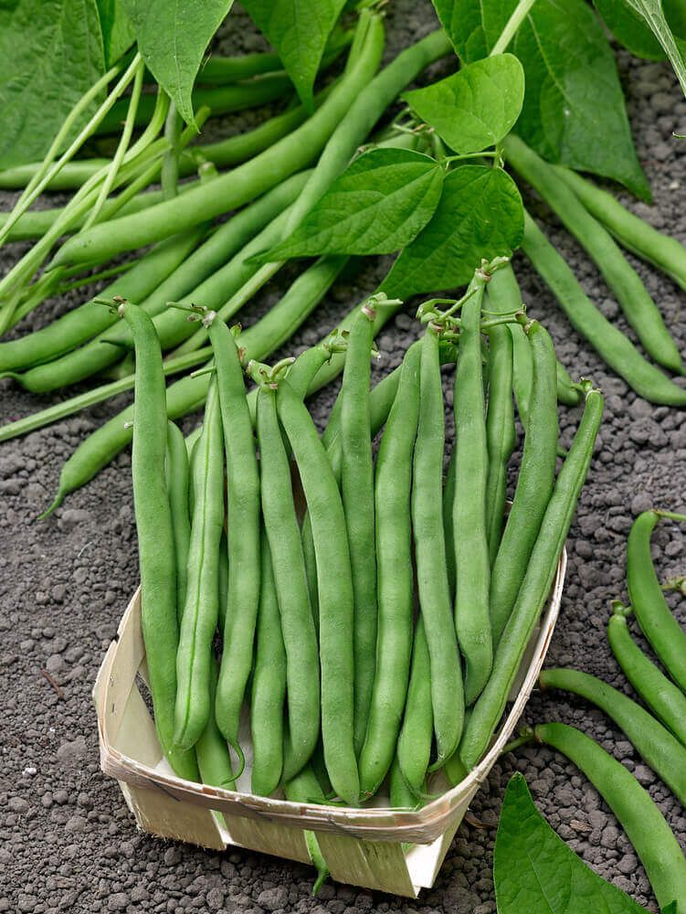 Beans - Bush Beans  (seed pkg), Variety: Green Tendergreen (small pkg)