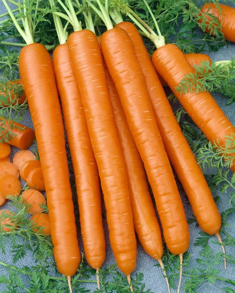 Carrots ORGANIC (seed pkg), Variety: Nantes Coreless