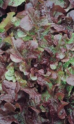 Lettuce ORGANIC (seed pkg), Variety: Red Salad Bowl