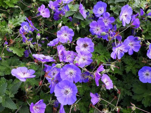 Perennial Geranium 'Rozanne', Size: 1 gal