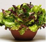 Lettuce - 4", Variety: Summer Picnic Mix