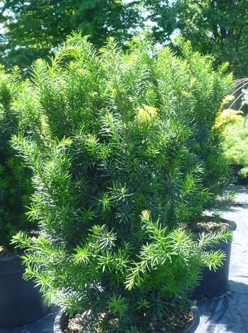 Taxus 'Hick's' Yew, Size: 3 gal