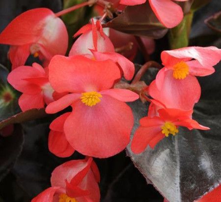 Begonia - 4 Cell Pack