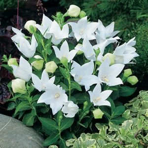 Balloon Flower - 4", Color: Astra White