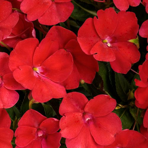 Sunpatiens 4" -, Color: Compact Fire Red