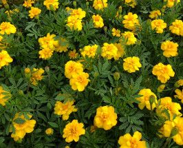 Marigold - 4", Color: Durango Yellow