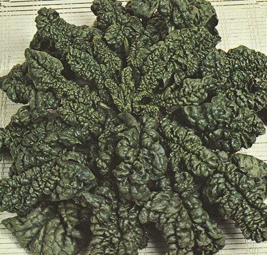 Spinach (seed pkg), Variety: Bloomsdale (small pkg)