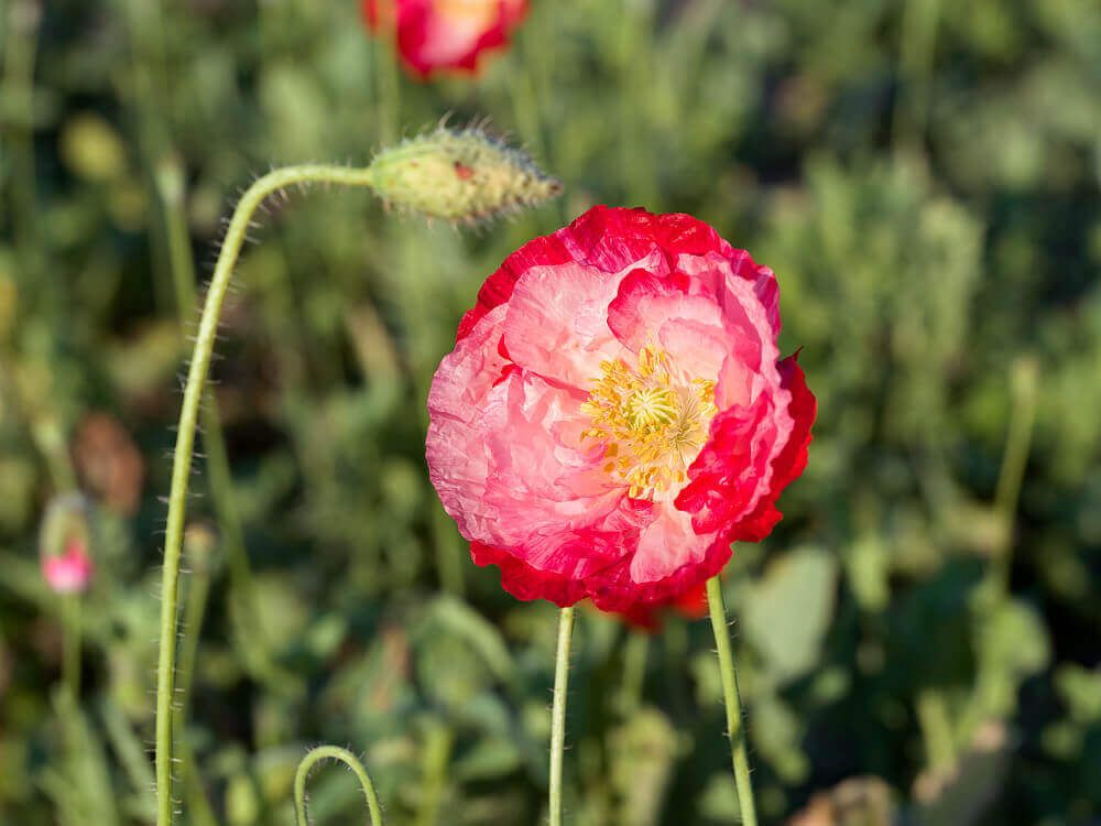 Poppy (seed pkg), Variety: Double Shirley