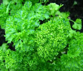Parsley ORGANIC (seed pkg), Variety: Moss Curled