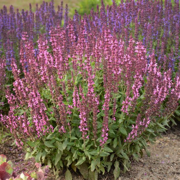 Perennial Sage 'Salvia New Dimension Rose', Size: 4"