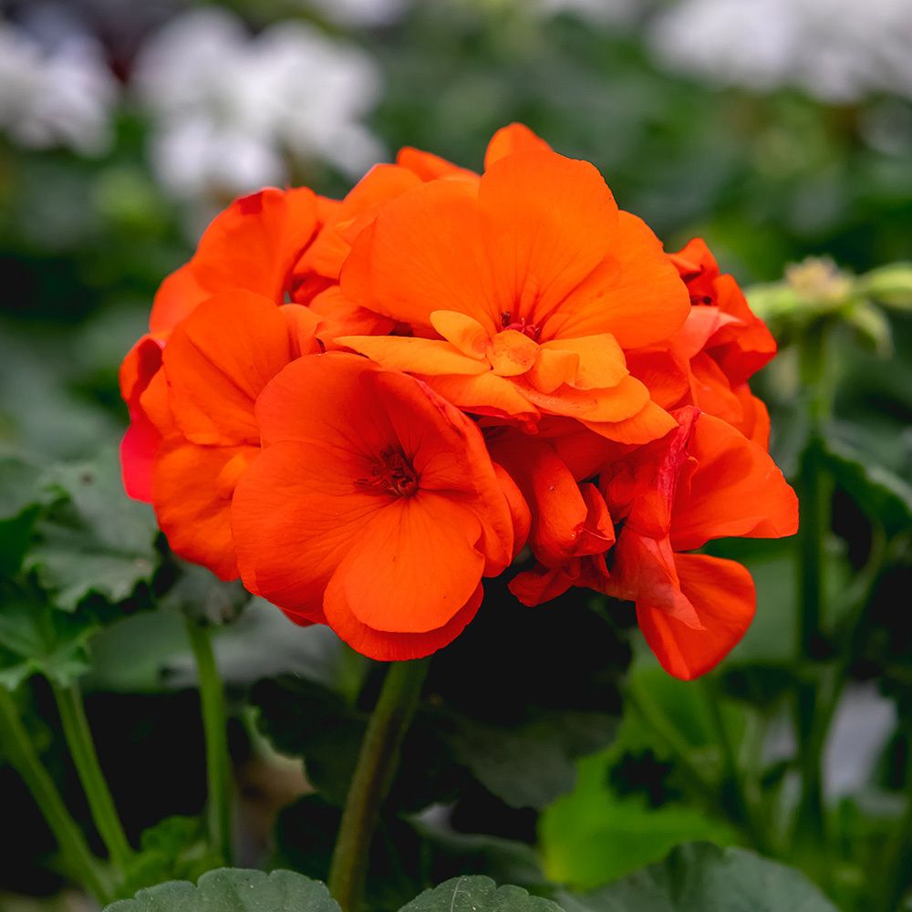 Geranium - 4", Color: Orange
