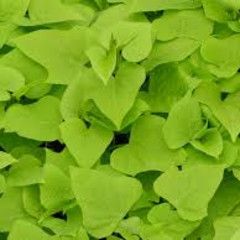 Sweet Potato Vine - 1 gal, Variety: Marguerite