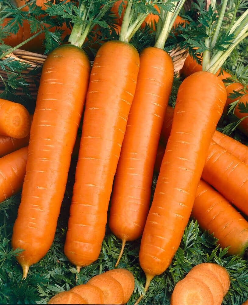 Carrots (seed pkg), Variety: Baby/Little Finger (small pkg)
