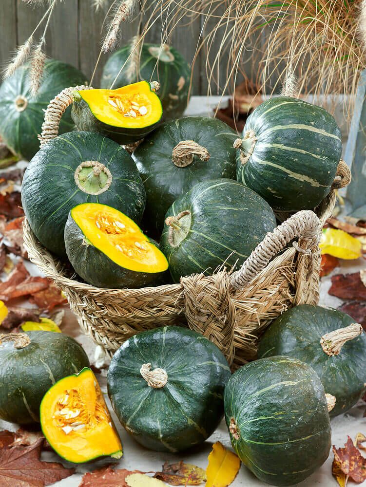 Squash (seed pkg), Variety: Burgess Buttercup
