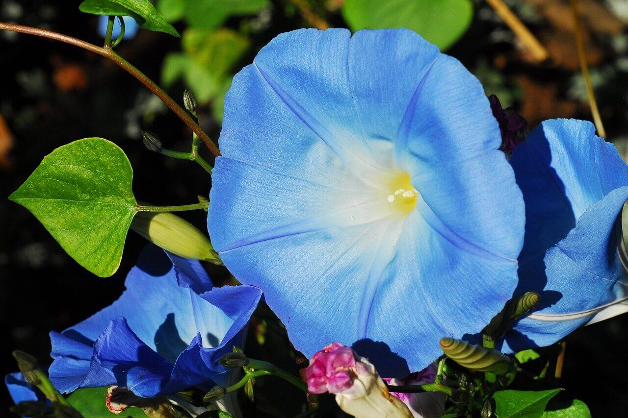 Morning Glory (seed pkg), Variety: Heavenly Blue