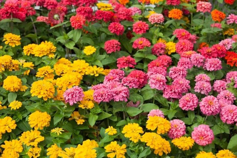 Zinnia (seed pkg), Variety: Pompom/Lilliput
