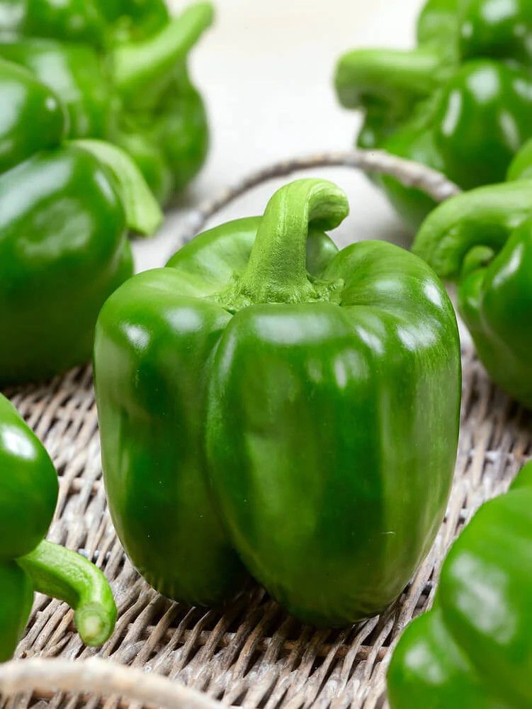 Peppers ORGANIC (seed pkg), Variety: California Wonder