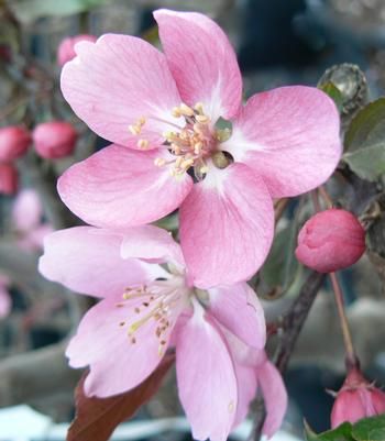 Crabapple 'Makamic', Size: 6-8' Potted