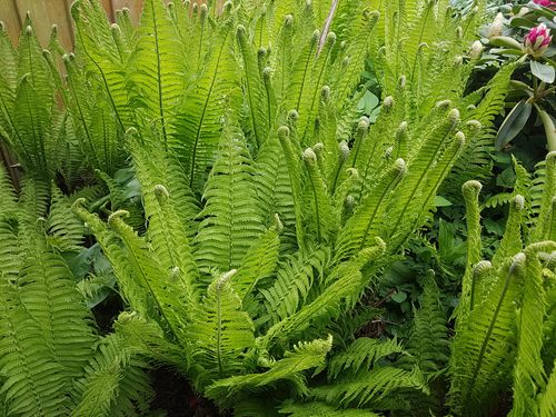 Fern 'Ostrich', Size: 1 gal