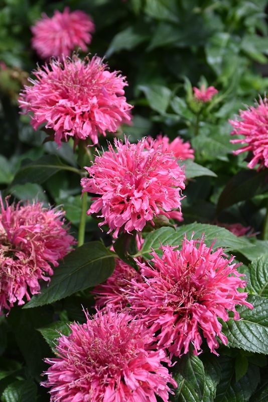 Monarda 'Bubblegum Blast' Beebalm, Size: 1 gal