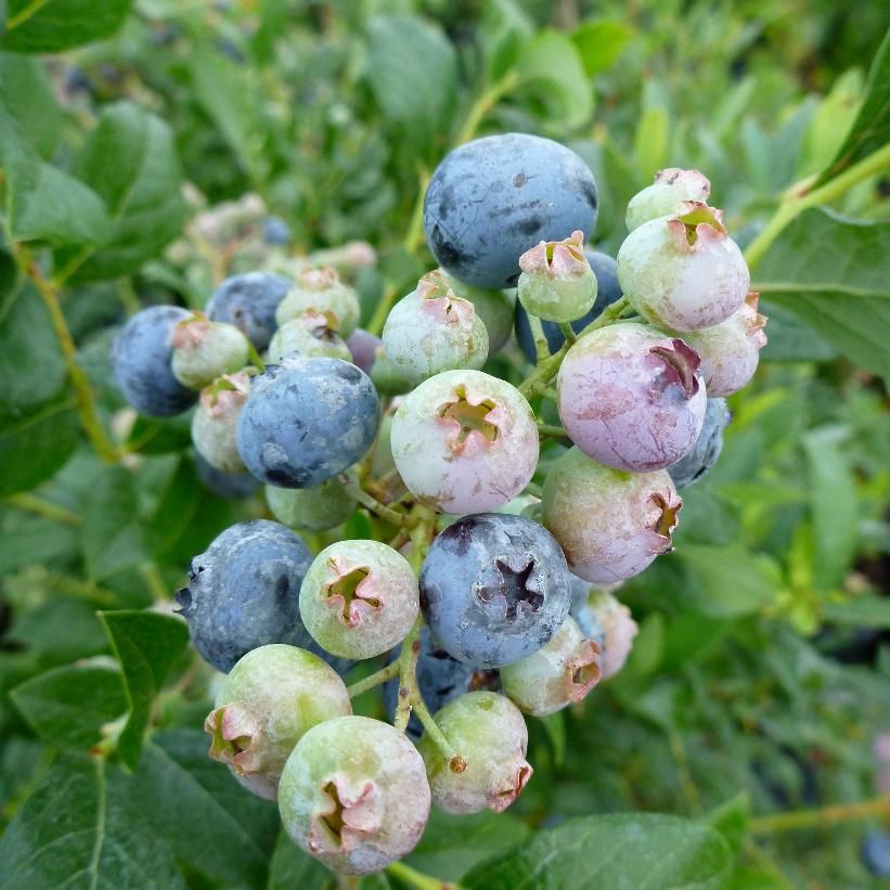 Blueberry - Vaccinium 'Bluecrop', Size: 2 gal