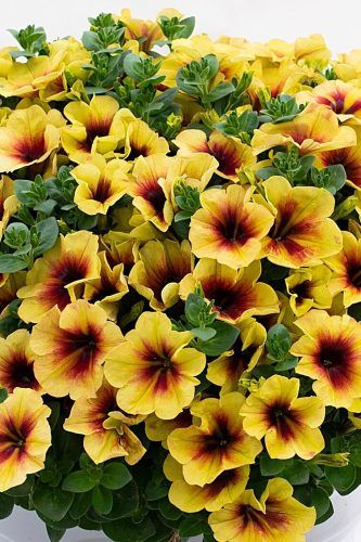 Petunia 4" -, Color: Crazytunia Bananarama