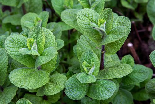 Mint 'Mojito', Size: 4"