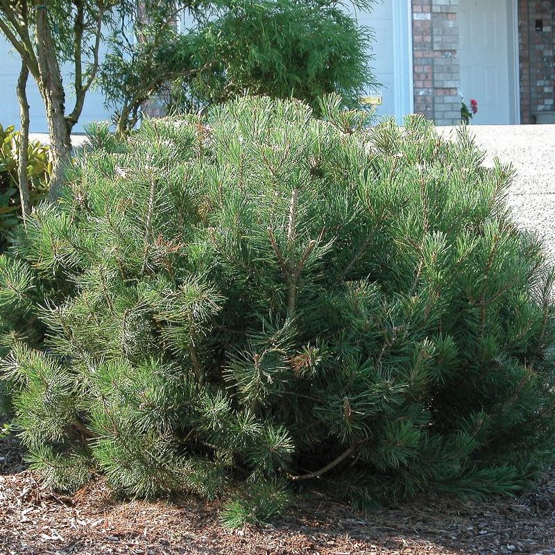Dwarf Mugo Pine