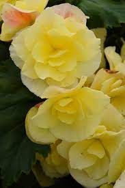 Begonia Solenia 1 gal, Color: Yellow