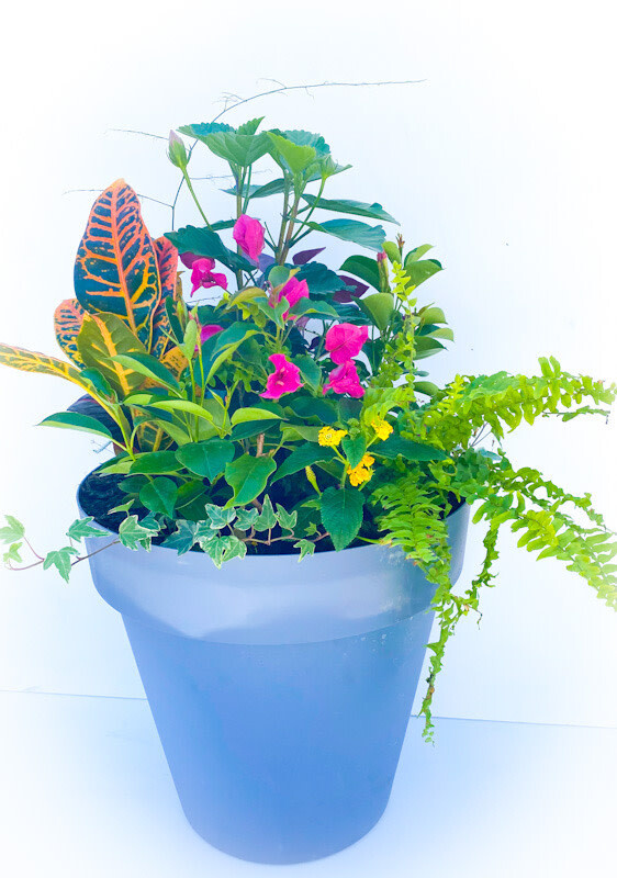 15" Mixed Tropical Planter - , Variety: Hibiscus Centre