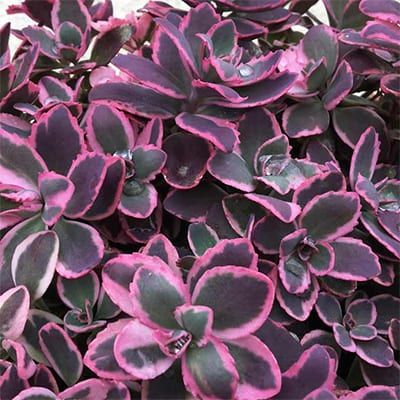 Stonecrop - Sedum 1 qt, Color: Dream Dazzler