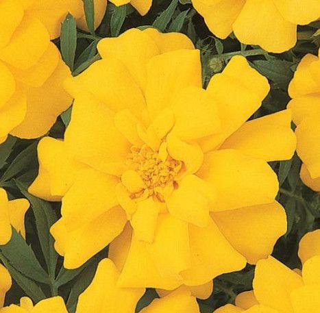 Marigold - 4 Cell Pack, Color: Durango Yellow