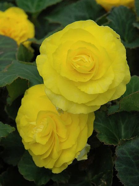 Begonia Non-Stop - 4", Color: Yellow
