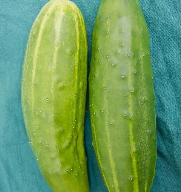 Cucumber - 4 Cell Pack