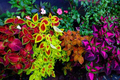 10" Patio Pot Coleus, Variety: Assorted Mix