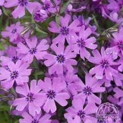 Creeping Phlox 'Purple Beauty', Size: 4"