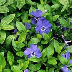 Periwinkle - Vinca Minor Mrs Bowles, Size: 6 pack
