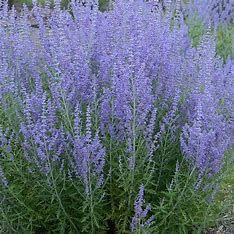 Russian Sage 'Perovskia Blue Jean Baby', Size: 1 gal