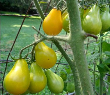 Tomato - 4", Variety: Heirloom Yellow Pear