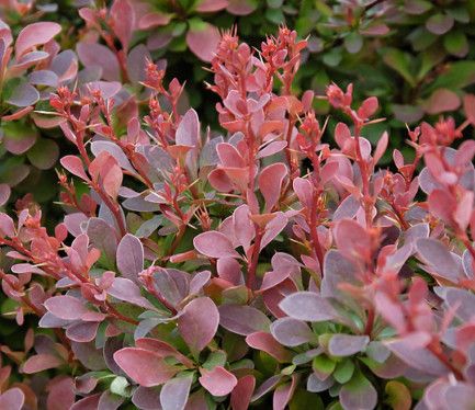 Barberry 'Royal Burgundy', Size: 2 gal