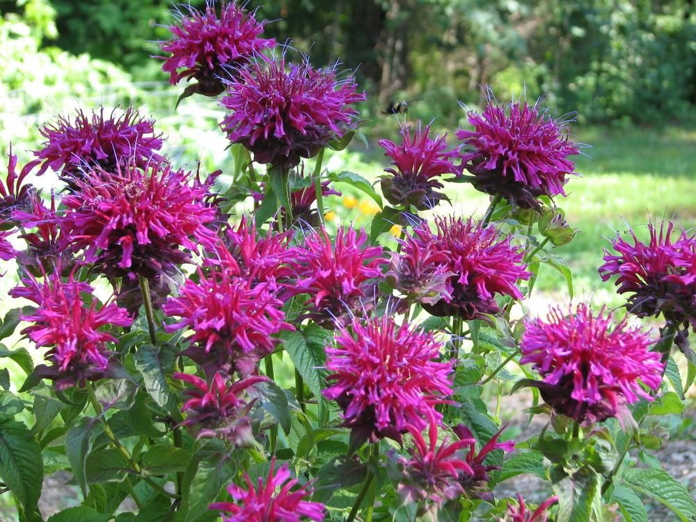 Beebalm 'Monarda Grand Marshall', Size: 1 gal