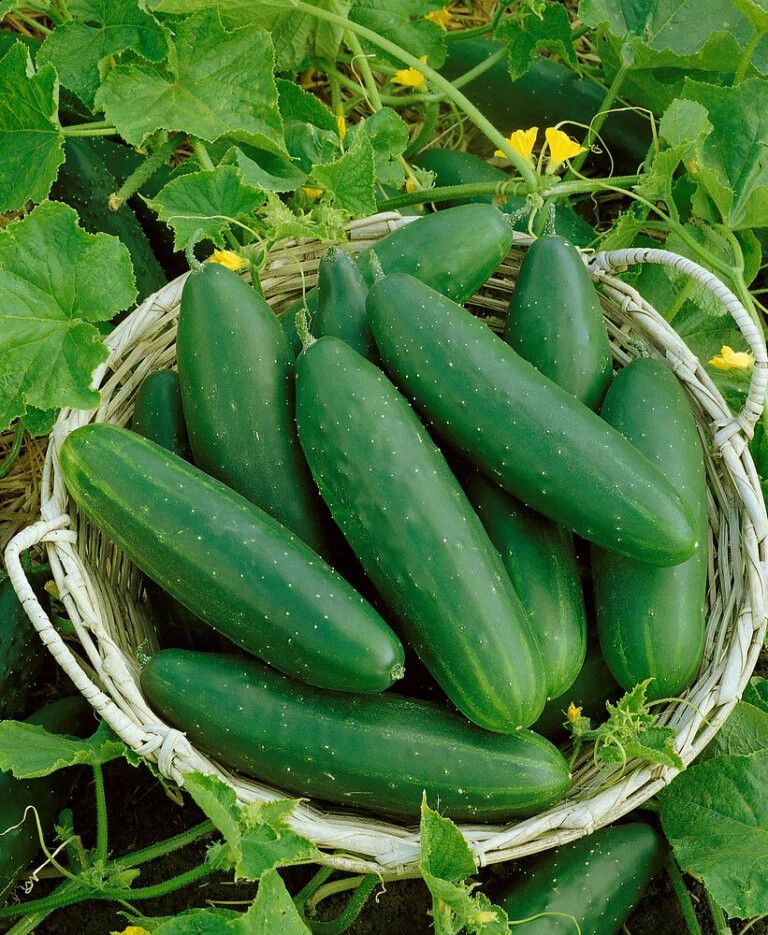 Cucumber ORGANIC (seed pkg), Variety: Marketmore