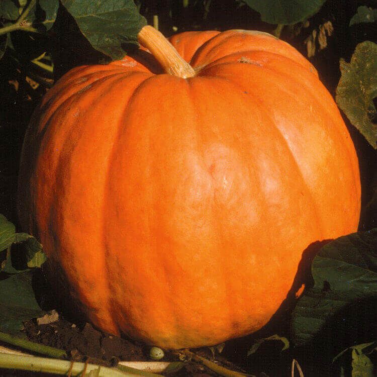 Pumpkins ORGANIC (seed pkg), Variety: Big Max