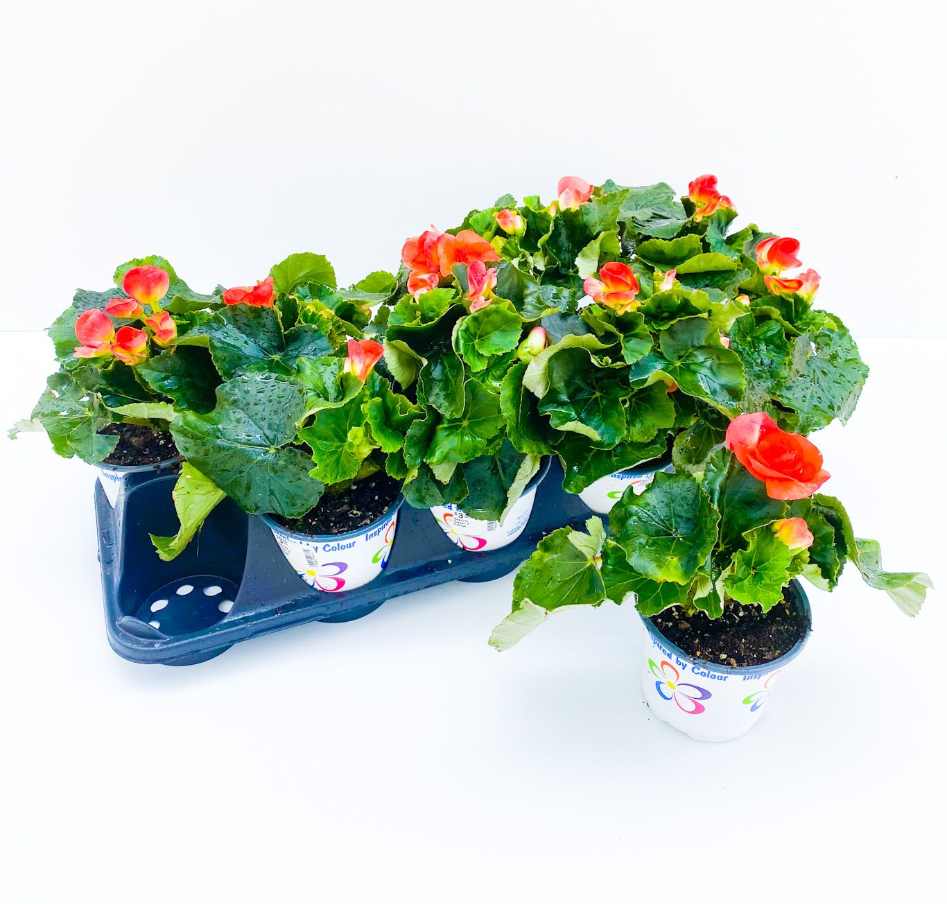Begonia - Rieger 4", Color: Orange