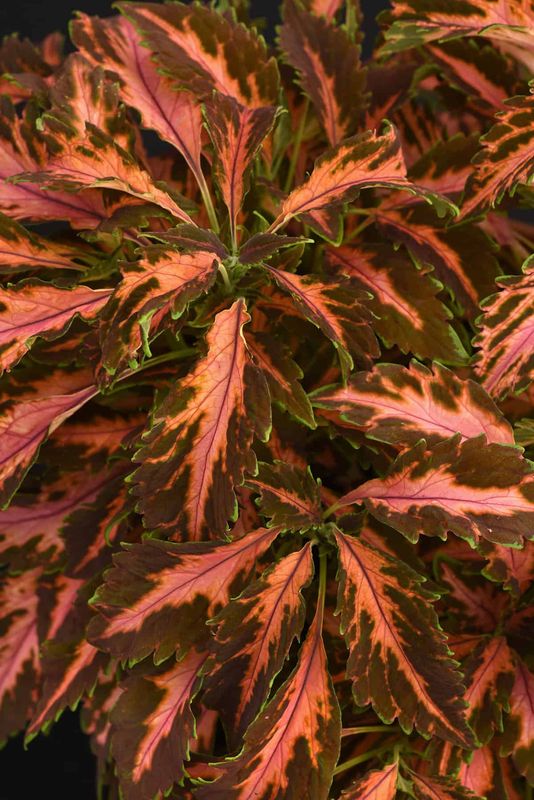 Coleus - 4"