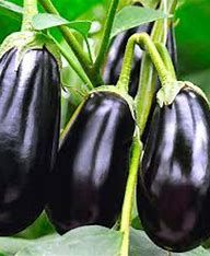Eggplant - 4", Variety: Black Beauty