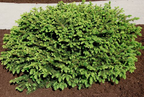 Nest Spruce, Size: 2 gal