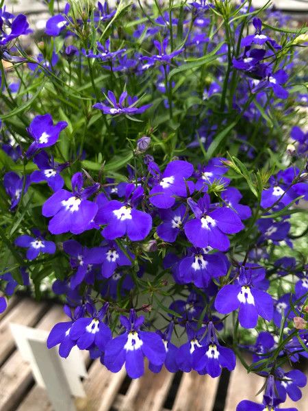 Lobelia - 4 cell pack, Color: Blue Eyes