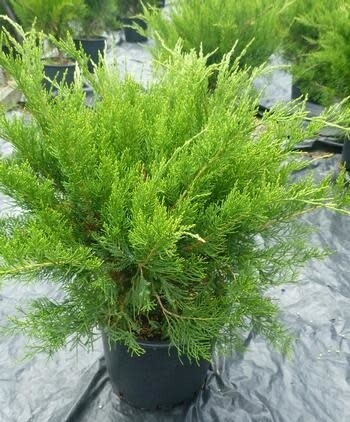 Juniper 'Mint Julep'